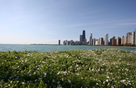 Chicago in Bloom